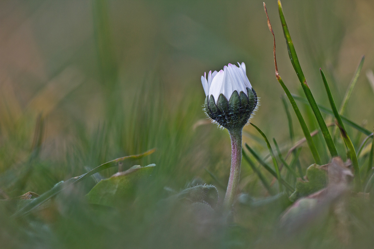 Il risveglio della natura.